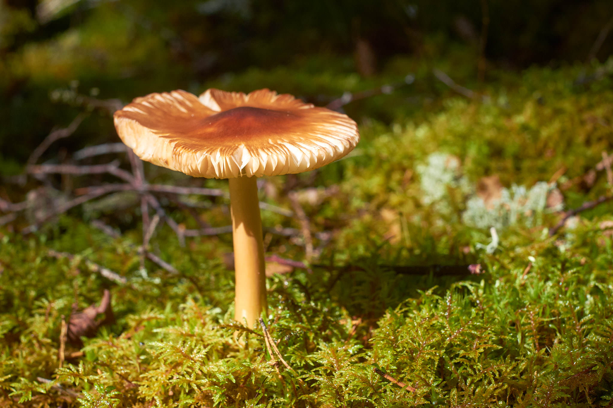 Schweden / Sweden